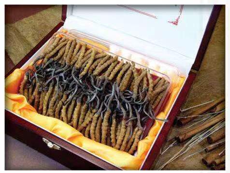 北大镇冬虫夏草回收